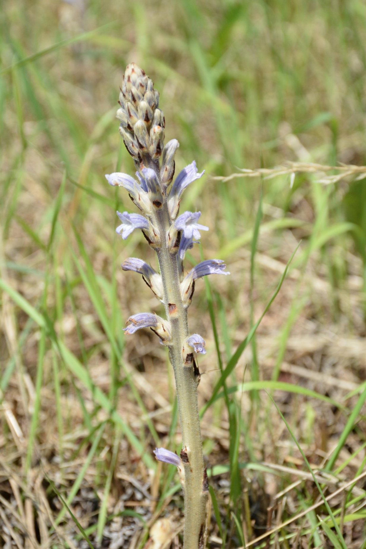 Phelipanche (Orobanche) purpurea / Succiamele azzurro